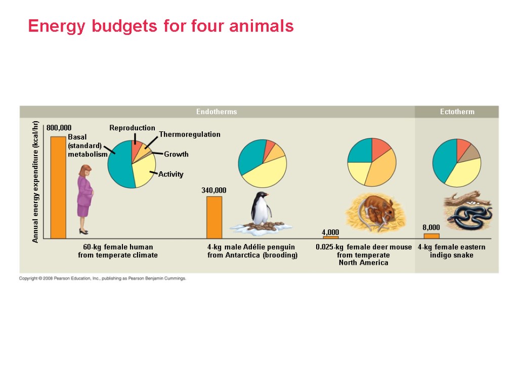 Energy budgets for four animals Annual energy expenditure (kcal/hr) 60-kg female human from temperate
